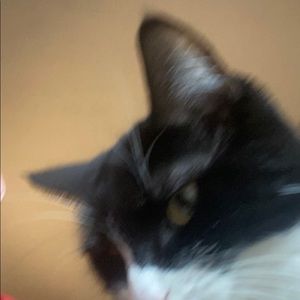 Meet your Posher, Gage